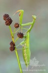 Mantide religiosa gravida, 
Canon 40D, tamron 180mm, f16, iso 200, 1", treppiedi, scatto remoto.