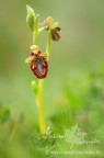 Continua la mia scorribanda settimanale alla ricerca delle orchidee selvatiche. Dalle mie parti siamo alla massima fioritura....alcune specie sono gi sfiorite le ultime si preparano a fiorire. Tra le tante fotografate sabato scorso questa meravigliosa Ophrys speculum.
Canon 40D , Tamron 180mm , f3,5 , iso 100 , 1/4 di sec , -0,33 EV , treppiedi, scatto remoto, pannello riflettente.