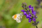 Anthocharis Cardamines, maschietto che mi ha dato la possibilit solo di 3 scatti