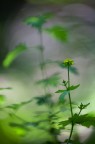 e' un po' che non mi cimento con i fiori.. fondamentalmente perche' sono troppo difficili!!
Ma visto che le farfalle le trova solo pigi, provo con un fiore e mi espongo alla pubblica gogna!