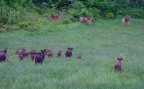 incontri tra specie nel parco nazionale della Maiella