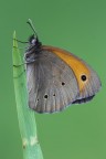 Una Maniola jurtina (Linnaeus, 1758) fotografata durante il raduno di Macroforum.
Canon 6D 180mm luce naturale f/14 1/3sec 200iso -0.3EV treppiede

High Res http://www.macroforum.org/immagini_post/1369907256maniola1_3000.jpg