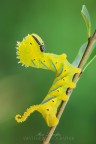 Acherontia atropos (linnaeus 1758)

Versione HR
http://img838.imageshack.us/img838/4756/axg6.jpg