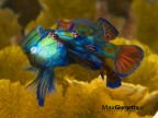 Mandarin fish in love
questi pesciolini di circa 2cm. si accoppiamo all'imbrunire, in una danza che dura circa 20' dove i maschi(pi grandi) si contendolo la femmina. l'accoppiamento avviene dopo un piccolo corteggiamento e si agganciano come li vedete, si innalzano dal fondo marino(in genere un banco di coralli) per circa 20 cm. a quel punto avviene l'amplesso, dopodich si separano.