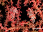 Bargibanti pigmy sea horse - cavallucci pigmei
2 mm. vivono ad una profondit tra i 15 e i 40 mt. su un corallo molle chiamato gotgonia, in genere intonato con il colore del cavalluccio per mimetizzarsi.
Questi sono 2 a una profondit di 26 mt ed in corrente, essendo una macro, ci ho messo 5 immersioni di circa 30 ' ciascuna per realizzare questo scatto.....
Indonesia - stretto di Lembeh