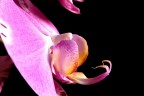 orchidea prime prove macro