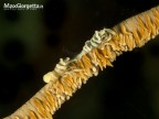 Shrimp on whip - Pontonnides ankeri
Gamberetti sel corallo, grandezz 0,3 mm

L'Indonesia  il pi vasto arcipelago del mondo e le sue 17.000 isole si distendono tra l'Oceano Indiano e il Pacifico. Il Sulawesi  una di quelle isole. Lembeh  un canale che s'insinua tra la terraferma e un'isola da cui prende il nome.