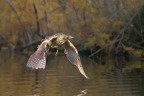 animale molto schivo, dopo ore di attesa ha deciso di fare un piccolo volo a sole ormai tramontato.
Graditi i vostri commenti