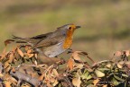 Pettirosso (Erithacus rubecula)
C & c sono graditi.
Canon 1D Mk IV - Canon 400mm - iso 400 - f/8 - 1/1250s - -0.33 EV