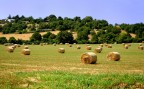 Rotoli di frumento nella campagna pugliese