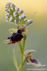 Sabato e Domenica mattina le ho dedicate alla fotografia macro di insetti e orchidee.....se poi si ha un buon occhio e un p di fortuna si becca tutto insieme....
D'obbligo l'alzataccia all'alba per essere alle prime luci del mattina per i prati a fotografare!
Uno degli scatti di Sabato mattina!

29-03-2014
Euchloe ausonia su Ophrys garganica in controluce all'alba.
Montagna Ganzaria (CT)