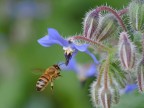 L'ape in volo e il fiore di borragine. (Nikon V1)