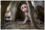 Un cucciolo di scimmia dello Sri Lanka