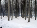 Il Silenzio 
-Federico Garcia Lorca

Ascolta, figlio, il silenzio.
E' un silenzio ondulato,
un silenzio,
dove scivolano valli ed echi
e che piega le fronti 
al suolo.