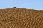 Trebbiatrice sulle colline marchigiane