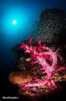 Indonesia - Papua - Arcipelago di Raja Ampat 
Corallo molle - alcionari con pesci di vetro