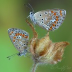 dalle mie parti questo  il periodo pi bello per fotografare licenidi, per i quali nutro una particolare passione.