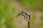 Libellula
Pentax k5  
f 100 2.8 macro