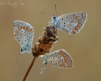 Annata particolarmente abbondante per questa specie, peccato quest'anno aver fatto solo un paio di uscite.
un saluto a tutti