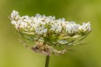 Ho indegnamente clonato il titolo preferito di Paolo Dalprato, per dire che neppure io volevo ritrarre il fiore, ma la ragnetta che si trova ben mimetizzata al di sotto...

Critiche e commenti sono graditi
[url=http://postimg.org/image/cisbisipx/full/]H.R.[/url]