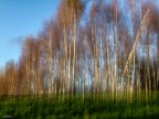 Panning a bosco di betulle in sul calar del sole