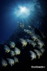 Indonesia -Raja Ampat
Branco di pesci pipistrello