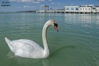 Sul lago Trasimeno.

Critiche e commenti sempre graditi.
Max