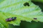 Prime prove di Macro con il Tokina 100mm Macro.

Canon 6D
ISO 2000
100mm
f/8,0
1/320 sec