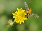 Mi scuso per il titolo poco parlante... in effetti non so di che specie si tratti!