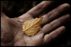 Come questa foglia raccolta stamane, per strada, tutti dovremo un giorno fare i conti con l'autunno della nostra vita.