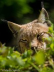 La Lince dagli occhi di ghiaccio.
(Area faunistica della Lince di Civitella Alfedena - Parco d'Abruzzo)