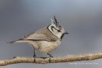 Cincia dal ciuffo (Lophophanes cristatus), c&c sono graditi,
Canon 5D Mk III, Canon 400mm+1,4,  iso 640, 1/800, f/9, 0.67Ev
[[url=http://postimg.org/image/68g2n2tmn/][img]http://s11.postimg.org/68g2n2tmn/Cincia_dal_ciuffo_Lophophanes_cristatus_4100.jpg[/img][/url]]Clicca qui per la versione ad alta risoluzione! 3787px[/url]