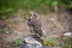 suggerimenti e critiche sempre ben accettati

obbiettivo Nikkor 28-300 mm.

qualcuno sa dirmi che uccello  ?