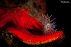 Dai fondali nostrani di S. Felice Circeo.... nudibranco Cratena peregrina su stellina di mare