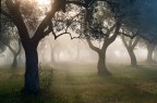 Gli ulivi sono un bene prezioso, speriamo che trovano la soluzione definitiva per la Xylella , il batterio che costituisce la causa del disseccamento rapido di molti uliveti del Salento.