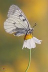 Parnassius (Driopa) mnemosyne (Linnaeus, 1758) ripresa la scorsa stagione :)