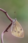 La Pieris brassicae (Linnaeus, 1758)  una farfalla molto comune, dalle ali di colore bianco crema nella parte superiore, e pi giallognolo nella parte inferiore.
Questa dovrebbe essere la femmina.

Critiche e commenti sono graditi
[url=http://postimg.org/image/f46s6snvf/full/]H.R.[/url]