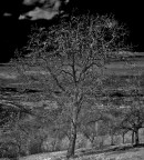 Quest'albero solitario copre parzialmente il paesino che traspare in lontanza. Effettuato con macchina infrarosso e un po' lavorato in post produzione.