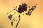 Empusa pennata (Thunberg, 1815) (Mantodea  Empusidae)

Canon EOS 7D + Sigma 180mm f/3.5 EX DG HSM Macro

Suggerimenti e critiche sempre ben accetti
[url=http://www.rossidaniele.com/HR/_MG_7507copia-mdc-1500.jpg]Versione Hr[/url]