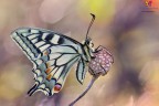 Un Papilio machaon (Linnaeus, 1758) ripreso qualche giorno fa tra i bagliori di uno sfondo in controluce :)