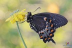 Papilio troilus (Linnaeus, 1758)....soggetto allevato originario del nord America :)