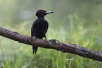 Picchio Nero
Dryocopus martius 
Black Woodpecker

Palude Brabbia (VA) - Maggio 2016

1/640 f5.6 iso1000 - 700mm - crop