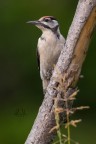Picchio rosso maggiore giovane
Dendrocopos major
Great spotted Woodpecker
iso1600 F8 1/1000 - 700mm
Verona Luglio 2016