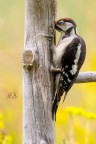 Picchio rosso maggiore giovane
Dendrocopos major
Great spotted Woodpecker

2000iso F8 1/2000 - 700mm
Verona Luglio 2016