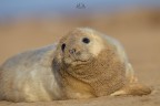 Grey Seal 
Donna Nook - Lincolnshire - Inghilterra 
f 6,3 iso200 1/1250 - 500mm