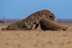 Grey Seals 
Donna Nook - Lincolnshire - Inghilterra