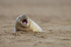 The Scream
Grey Seal
Donna Nook - Lincolnshire - Inghilterra