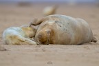 Grey Seals
Donna Nook - Lincolnshire
Inghilterra

continuo la serie esplorando tutto il ciclo vitale di questi splendidi animali