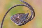 Una comune Coenonympha pamphilus, della famiglia Nymphalidae, piccola amante dei nostri prati.
Critiche e commenti sono graditi
[url=http://funkyimg.com/view/2icQh]H.R.[/url]