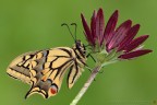 Papilio machaon (Linnaeus, 1758) (Lepidoptera  Papilionidae)

Canon EOS 7D + Sigma 180mm f/3.5 EX DG HSM Macro

Suggerimenti e critiche sempre ben accetti
[url=http://www.rossidaniele.com/HR/_MG14524copia-mdc-1500.jpg]Versione HR[/url]